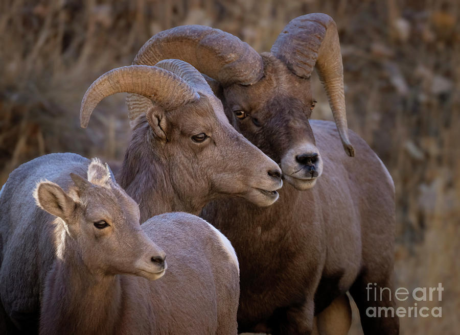 Bighorn Sheep Family In Waterton Canyon Colorado Photograph