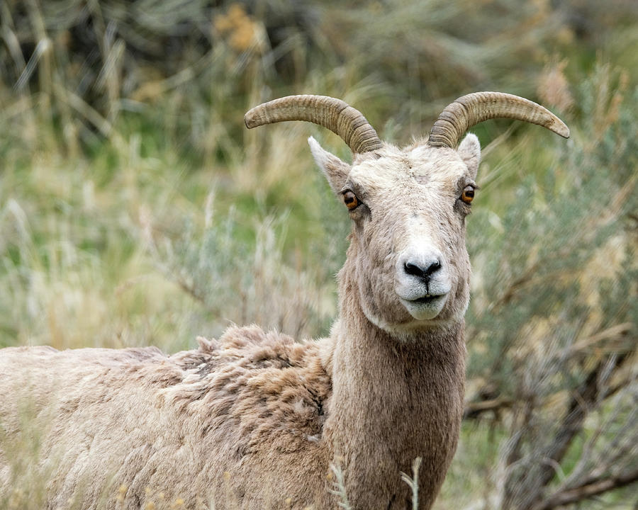 Bighorn Sheep female Photograph by Timothy Wildey Pixels