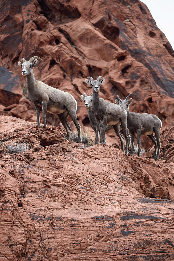 Bighorn Sheep Group Photograph by Thierry Lach Bighorn Sheep Group Photograph by Thierry Lach