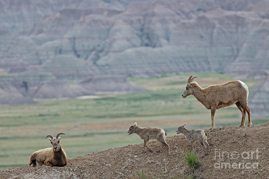 Bighorn Sheep in Badlands National Park Photograph by Natural Focal Point Photography