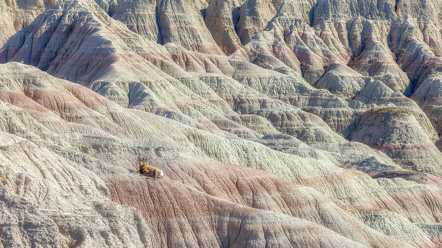 Bighorn Sheep in the Badlands Photograph by Susan Rissi Tregoning
