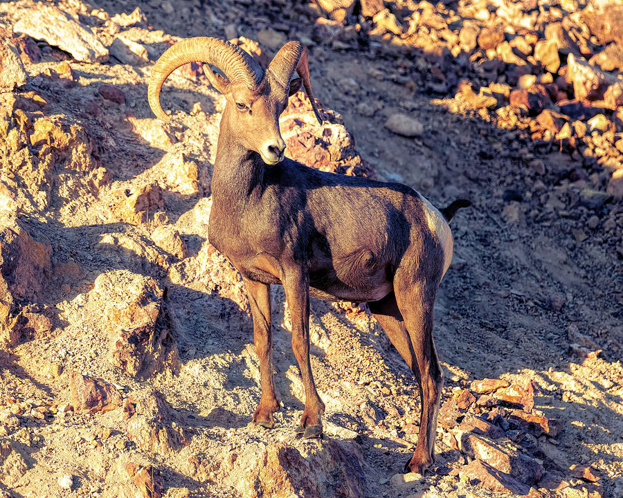 Bighorn Sheep in the Mojave Desert 2 Photograph by James Sage Fine