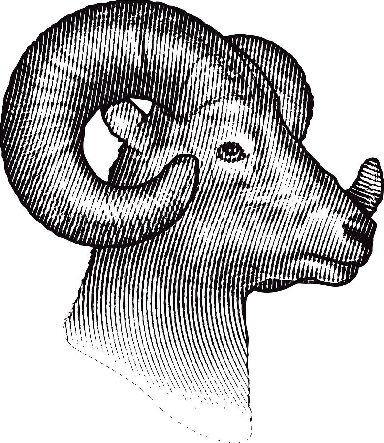 Bighorn Sheep Isolated on White Background Drawing by GeorgePeters