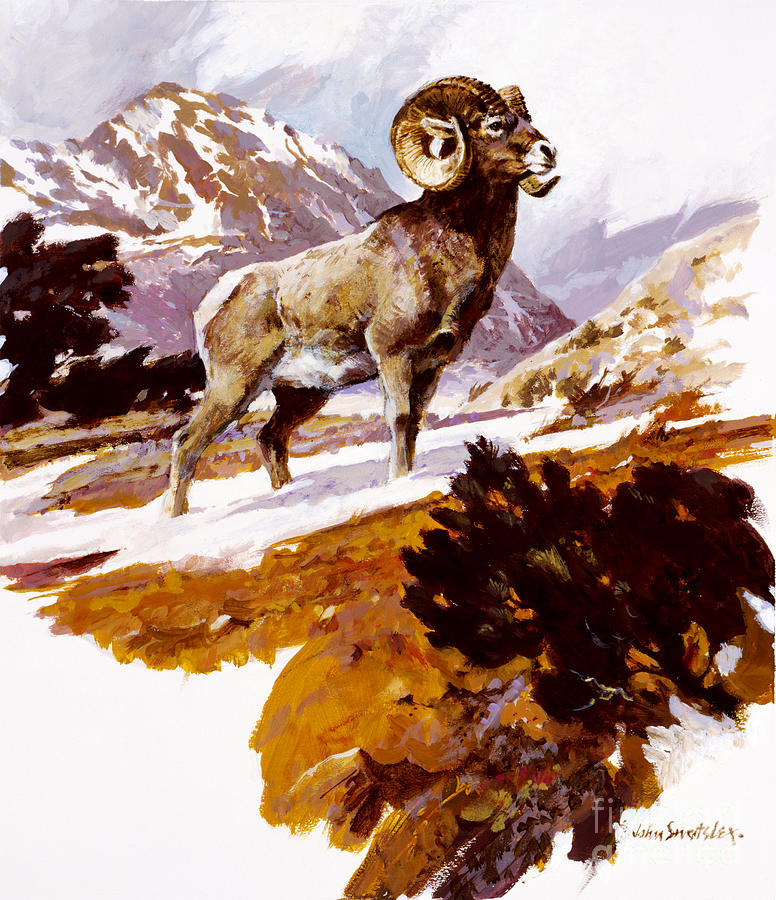 Bighorn Sheep Painting by John Swatsley