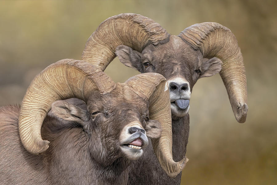 Bighorn Sheep Making Faces Photograph by Lowell Monke - Pixels