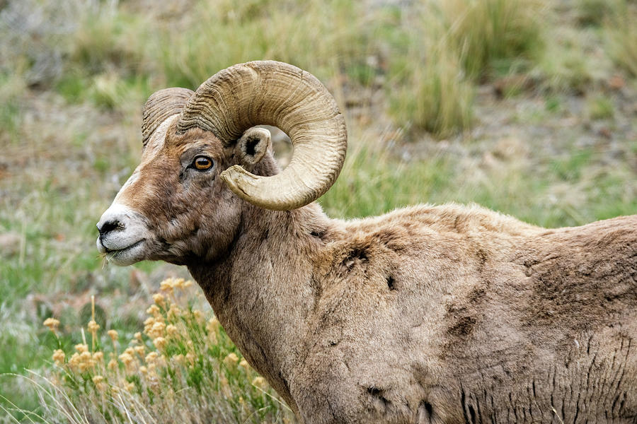 Bighorn Sheep male Photograph by Timothy Wildey - Fine Art America