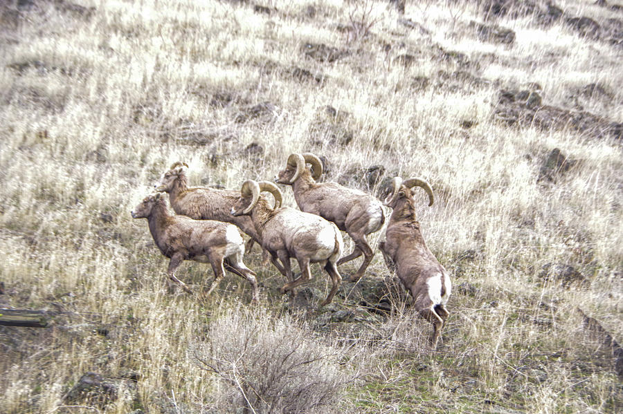 Bighorn Sheep Moving Up The Mountain Photograph