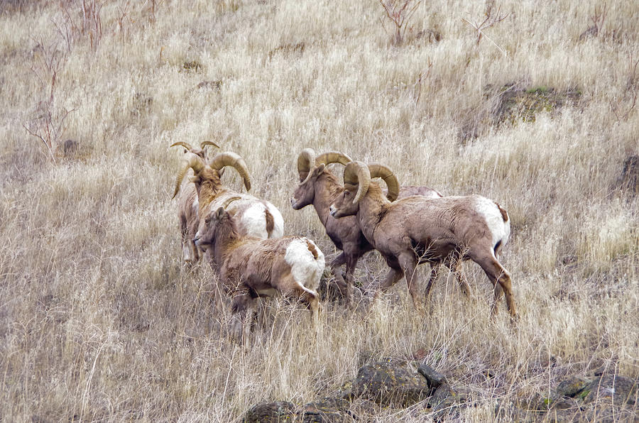 Bighorn sheep on the move Photograph by Jeff Swan