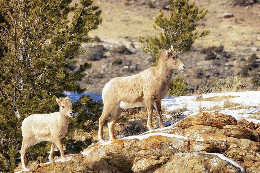 Wildlife Photograph - Bighorn Sheep on the Rocks by Susan Rissi Tregoning