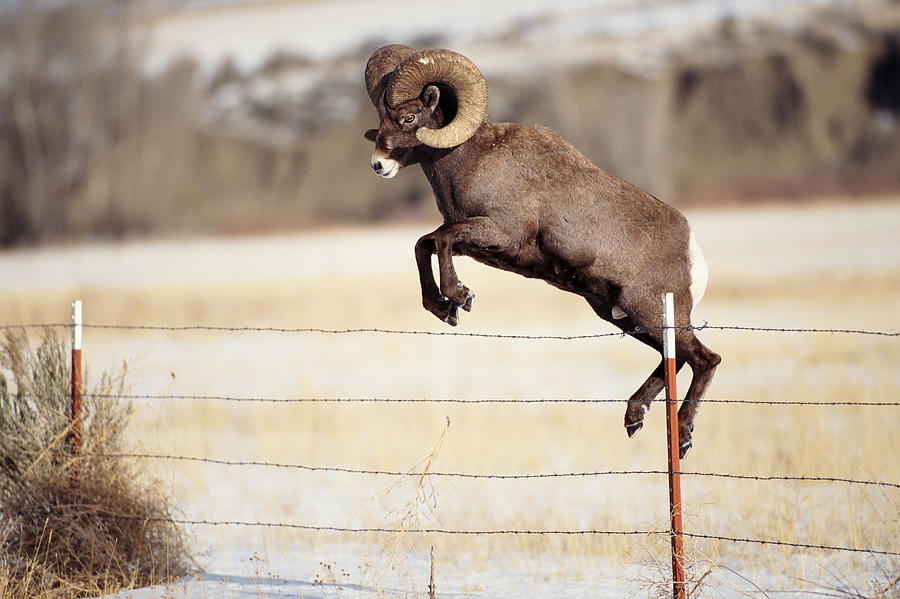 Bighorn Sheep Or Large Ram Jumping Fence In Montana Photograph by Paul McCormick