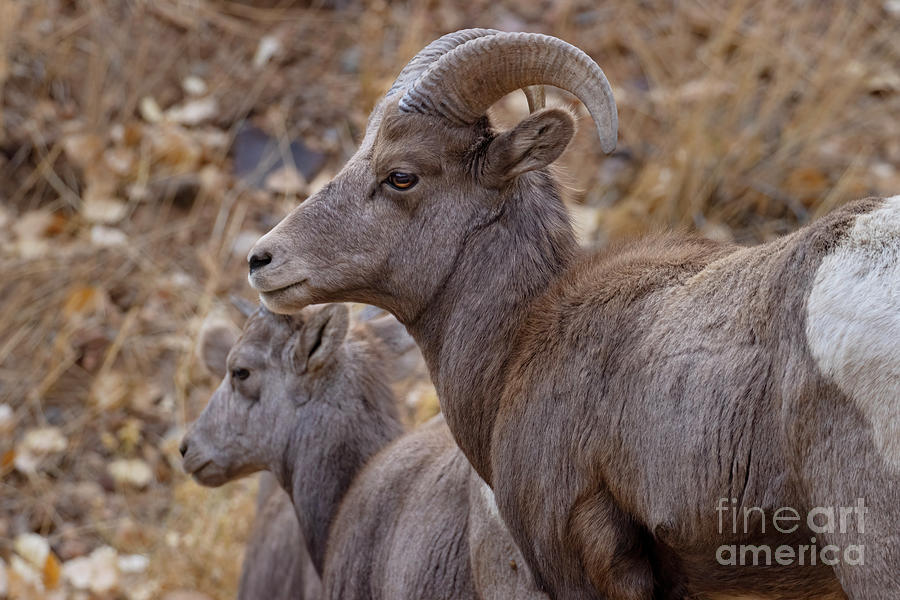 Bighorn Sheep Pair In Waterton Canyon Colorado Photograph