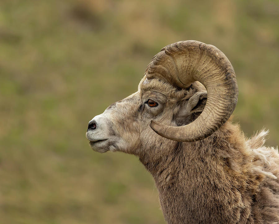 Bighorn sheep portrain Photograph by Kim Gelissen Pixels