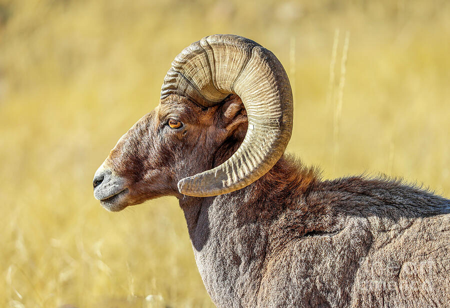 Bighorn Sheep Profile  Photograph by Shirley Dutchkowski
