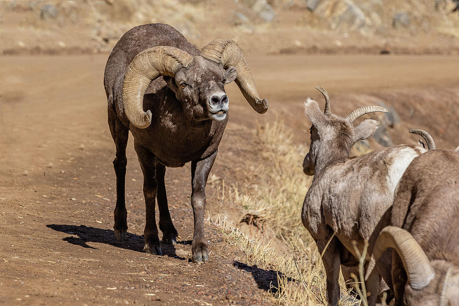 Bighorn Sheep Ram Checks Out the Ladies Photograph by Tony Hake