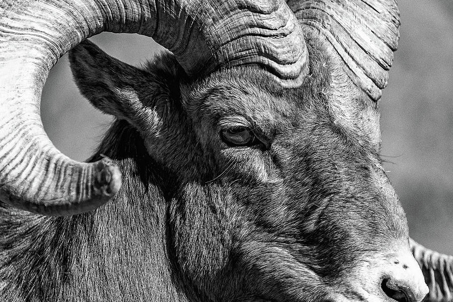 Bighorn Sheep Ram Close Up Black and White Photograph by Tony Hake