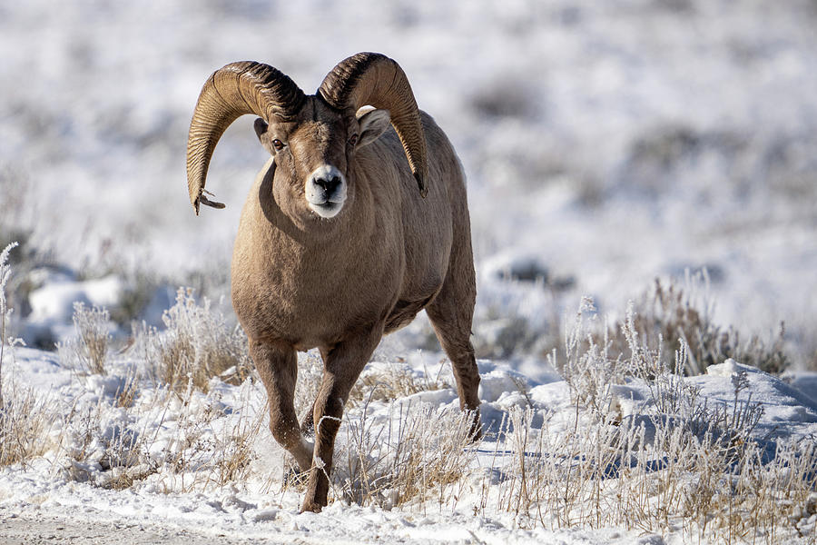 Bighorn Sheep Ram Photograph by Wesley Aston