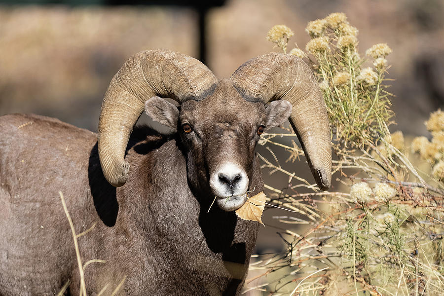 Bighorn Sheep Ram with a Mouthful Photograph by Tony Hake
