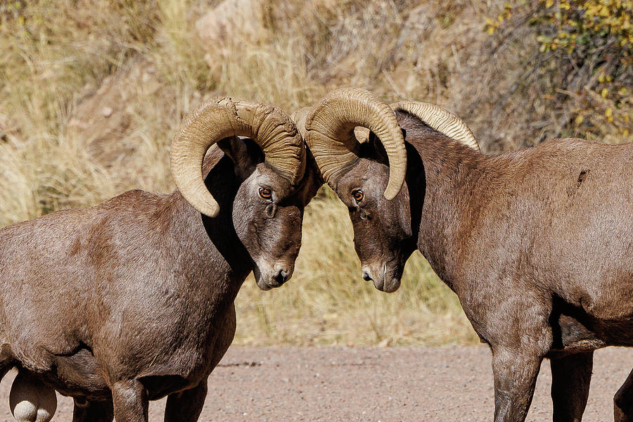 Bighorn Sheep Rams Go Head to Head Photograph by Tony Hake - Fine Art ...