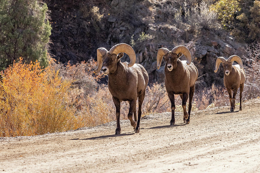 Bighorn Sheep Rams on the Move Photograph by Tony Hake