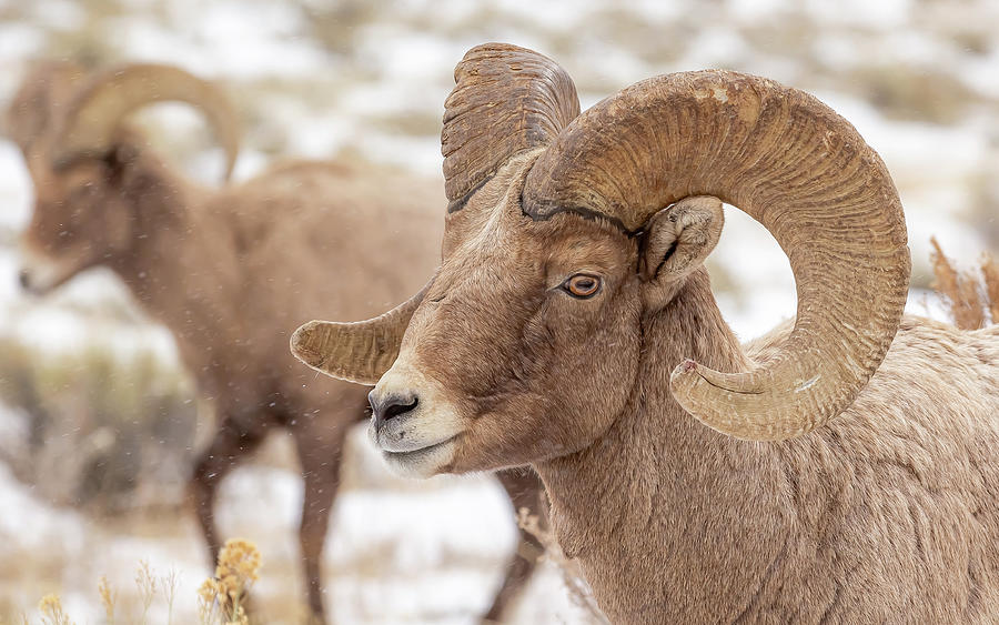 Bighorn Sheep Rams Roaming - Winter Photograph by Volkmar Von Sehlen ...