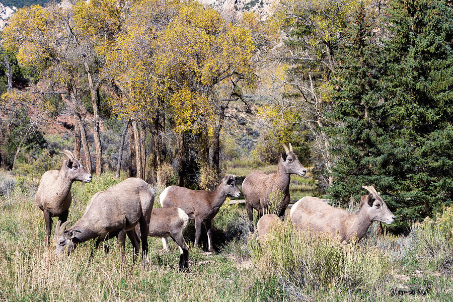Bighorn Sheep - Rocky Mountain Ewes and Lambs  Photograph by Kathleen Bishop