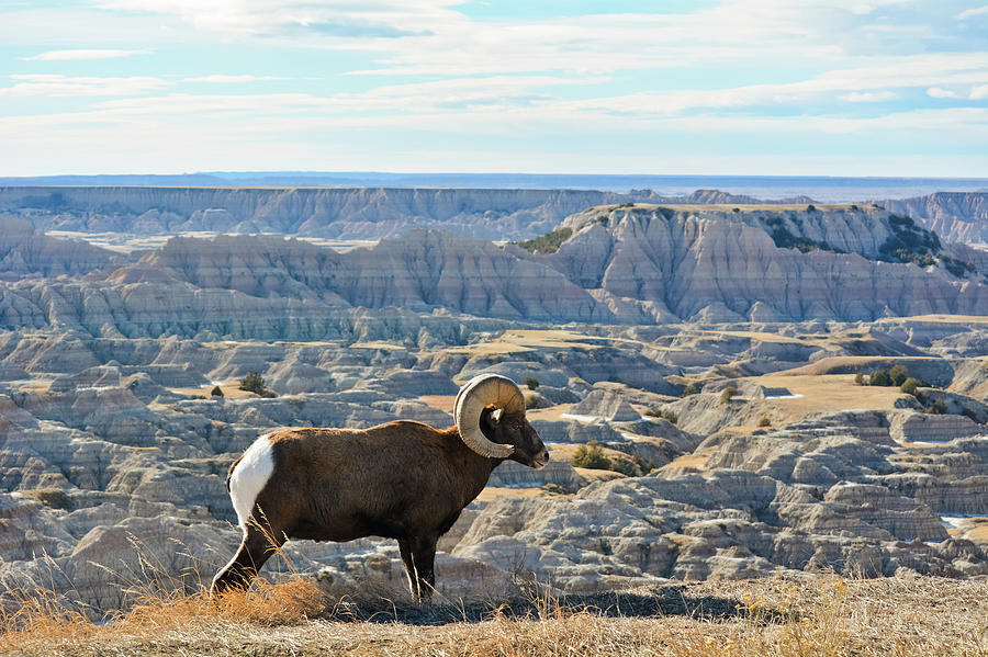 Bighorn Sheep South Dakota Photograph by Kyle Hanson