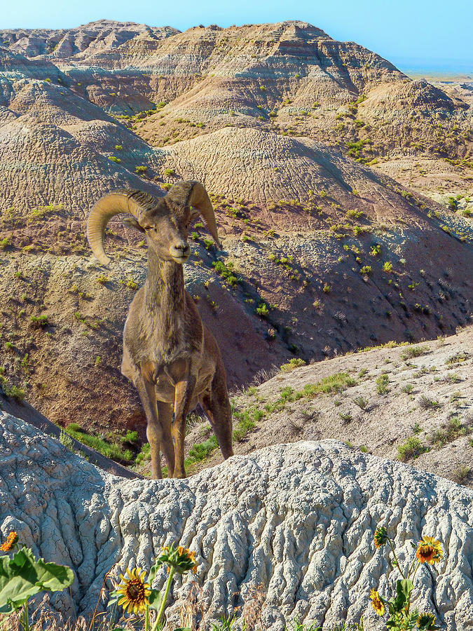 Bighorn Sheep - Standing Tall Photograph by Patti Deters