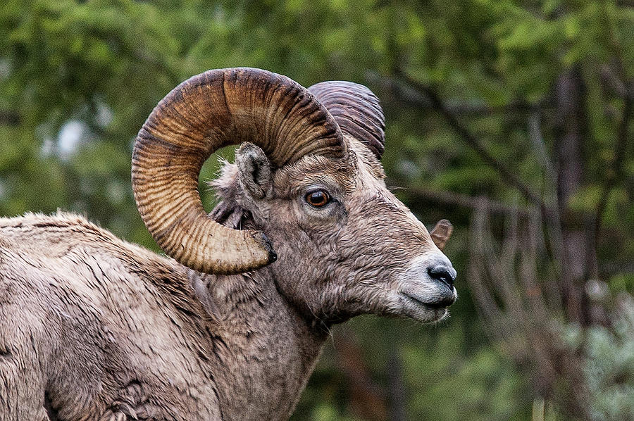 Bighorn Sheep Photograph by Steve Stuller