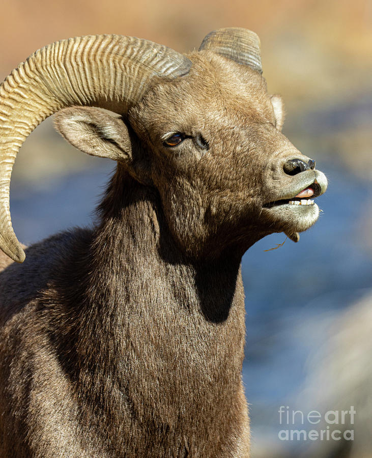 Bighorn Sheep Testing the Wind Photograph by Steven Krull