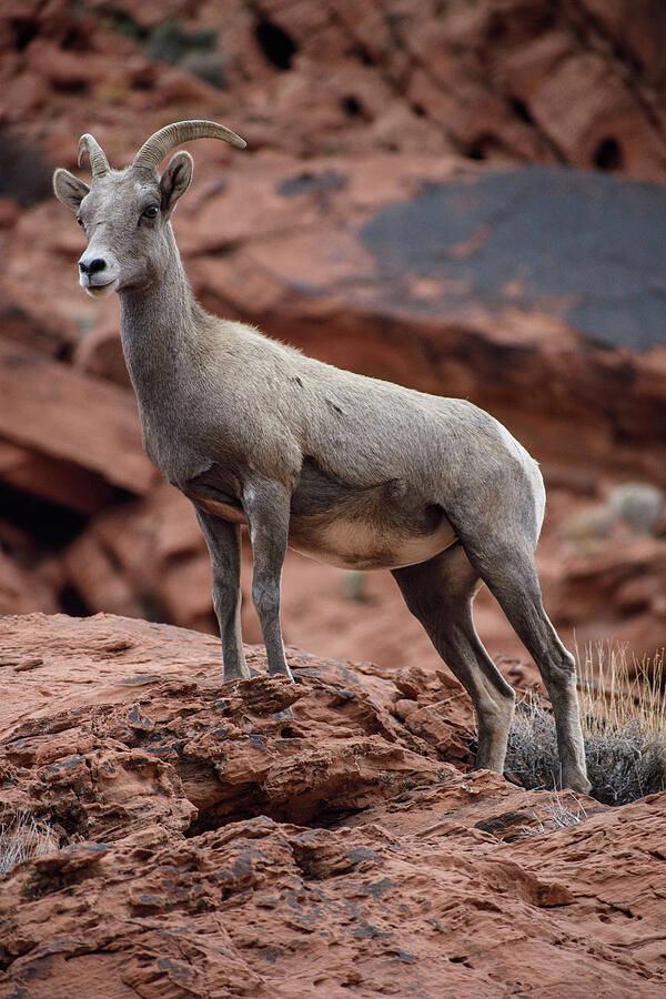 Bighorn Sheep Photograph by Thierry Lach Bighorn Sheep Photograph by Thierry Lach