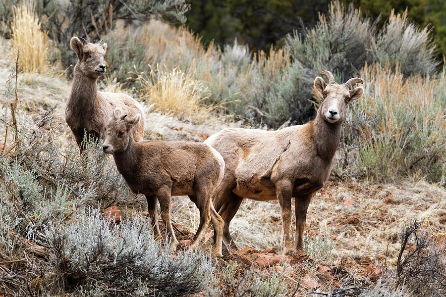 Bighorn Sheep Trio Photograph by David Demarest - Fine Art America