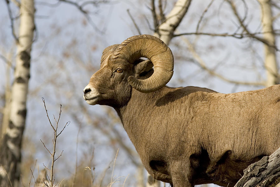 Bighorn sheep Photograph by Tulissidesign