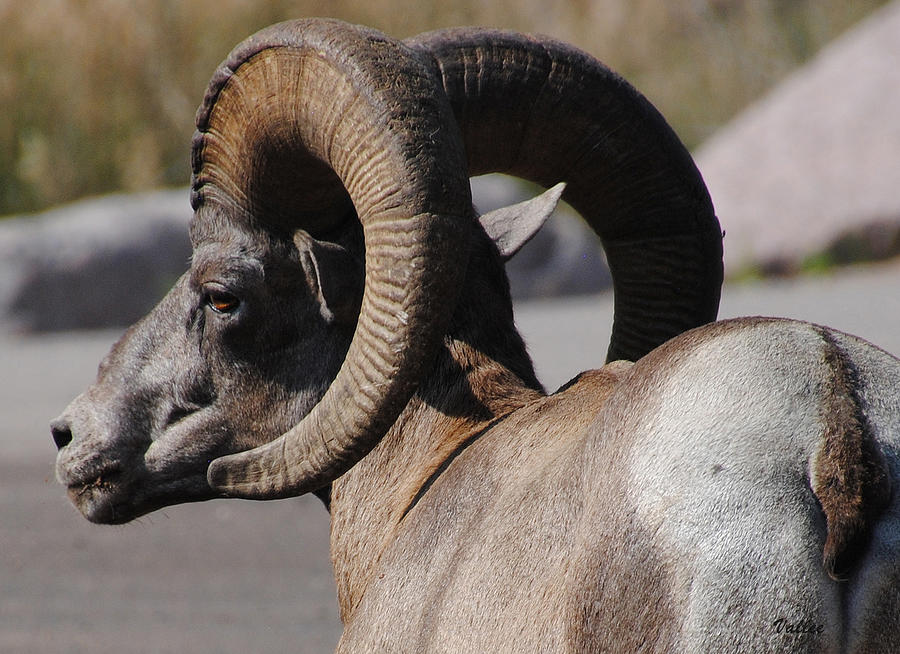 Bighorn Sheep Photograph by Vallee Johnson