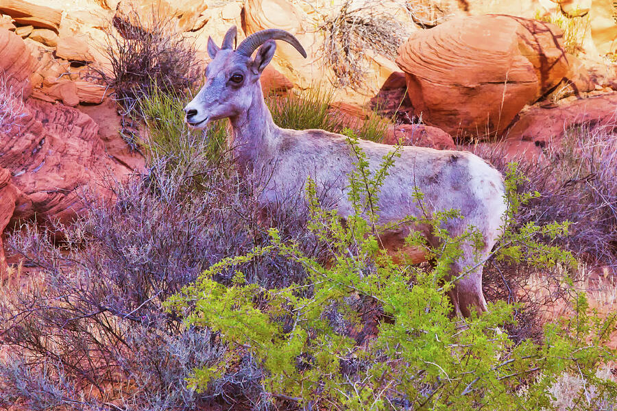 Bighorn Sheep, Valley of Fire, Nevada Photograph by Tatiana Travelways