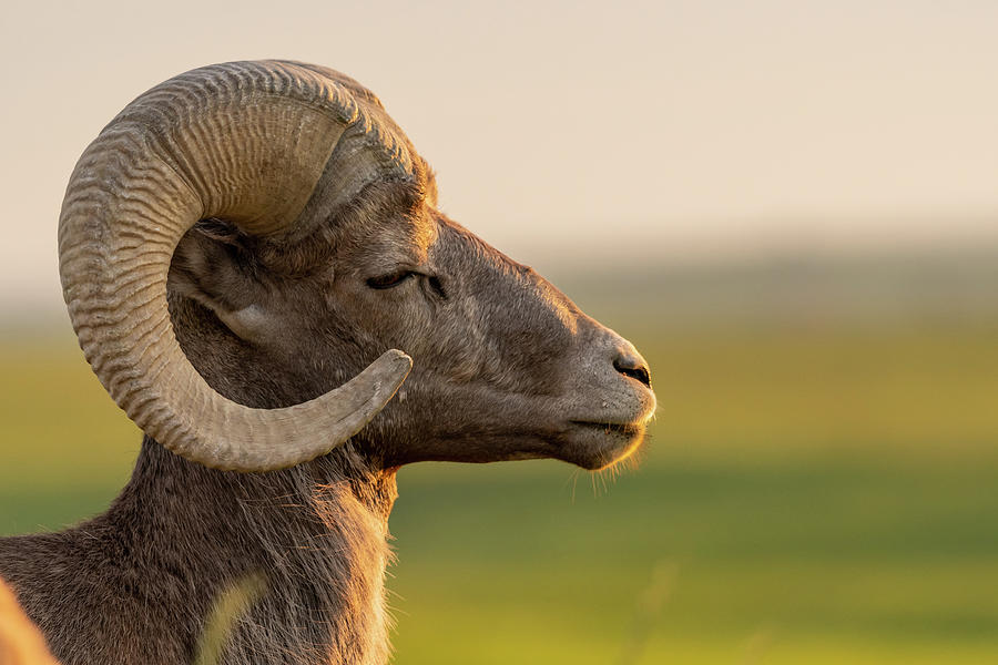 Bighorn Sheep With Eye Closed Facing Right Photograph by Kelly VanDellen
