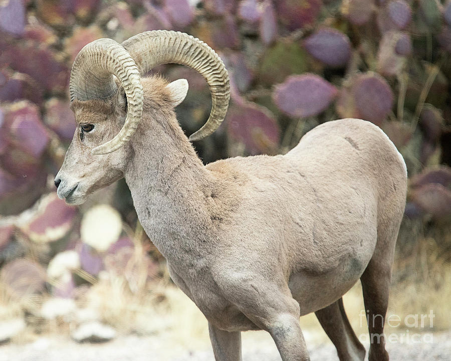 Bighorn Sheep with Purple Cactus Photograph by Diane Enright