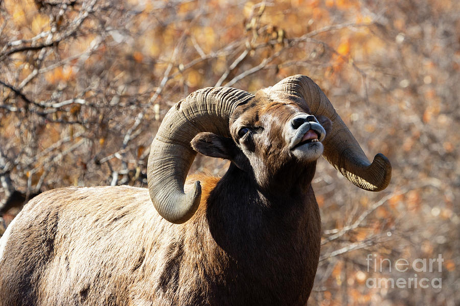 Bighorn Sniffing The Wind Photograph
