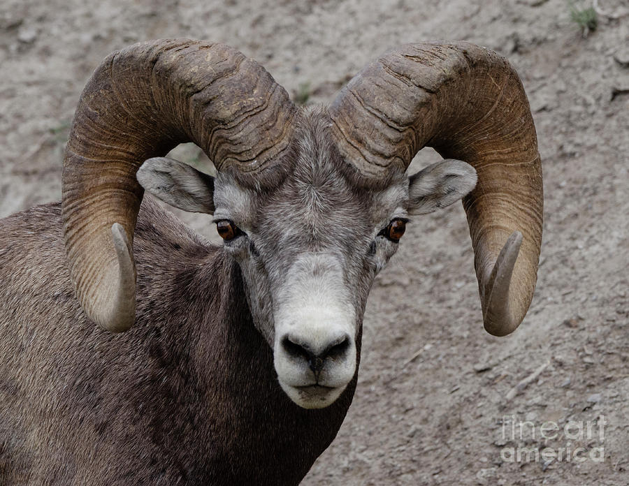 Bighorn Stare Down Photograph by Bob Christopher