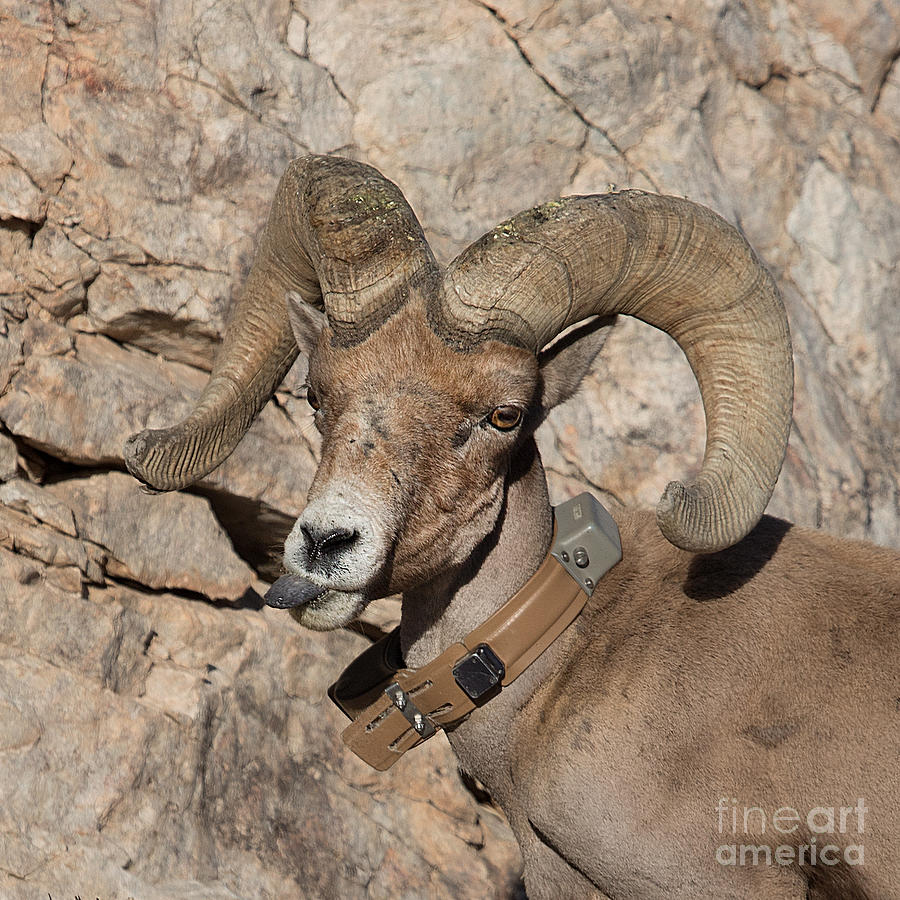 Bighorn Tongue Photograph by Diane Enright