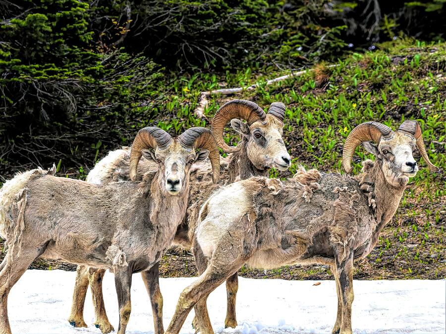 Bighorn Trio Photograph by Jennifer Jenson - Pixels