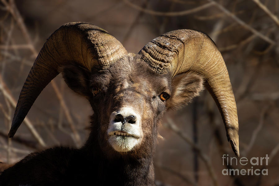 Bighorn You Looking at Me Photograph by Steven Krull