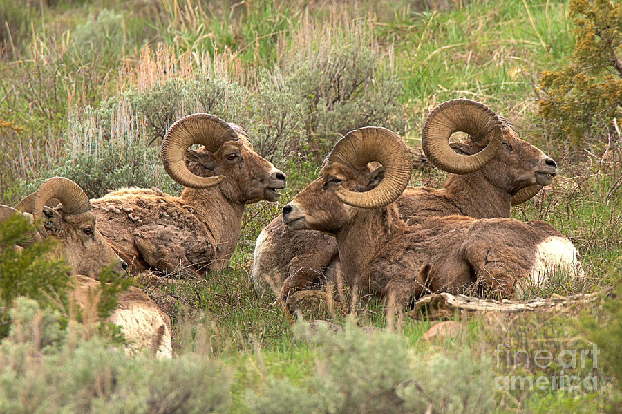 Bighorns In Resting In The Sage Photograph by Adam Jewell