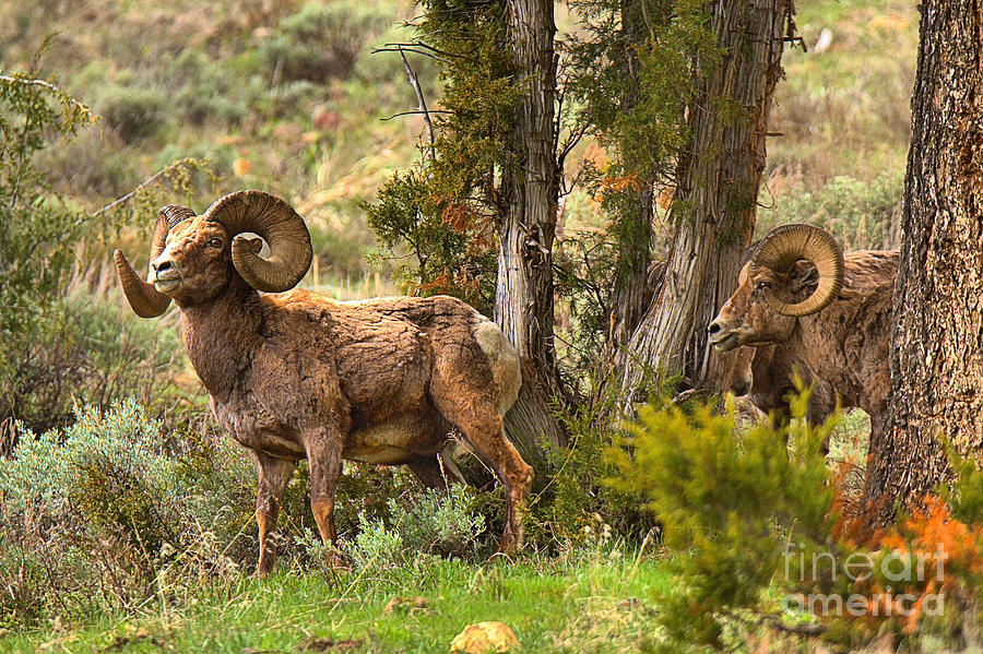 Bighorns In The Junipers Photograph by Adam Jewell