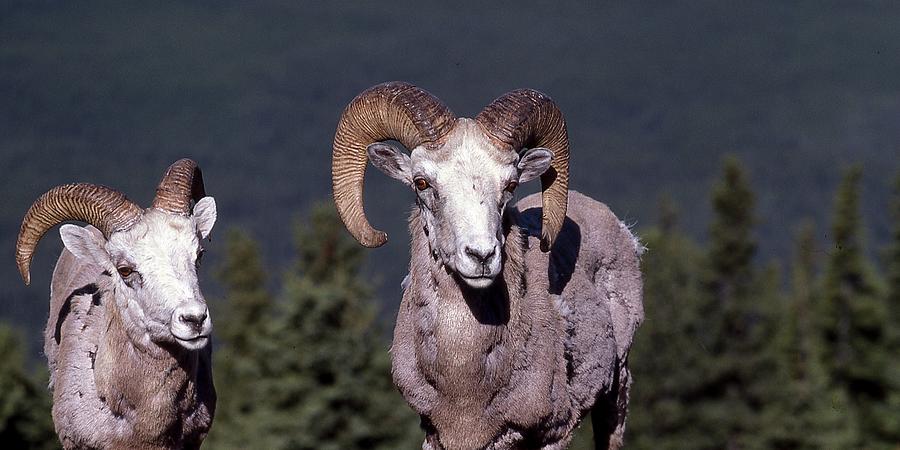 Bighorns Photograph by Jerry Sodorff