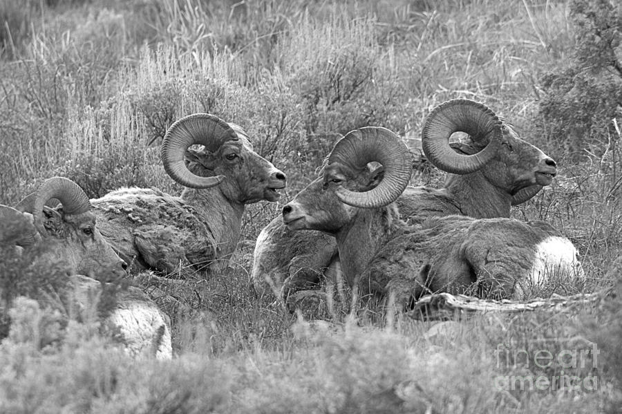 Bighorns Resting In The Sage Black And White Photograph by Adam Jewell