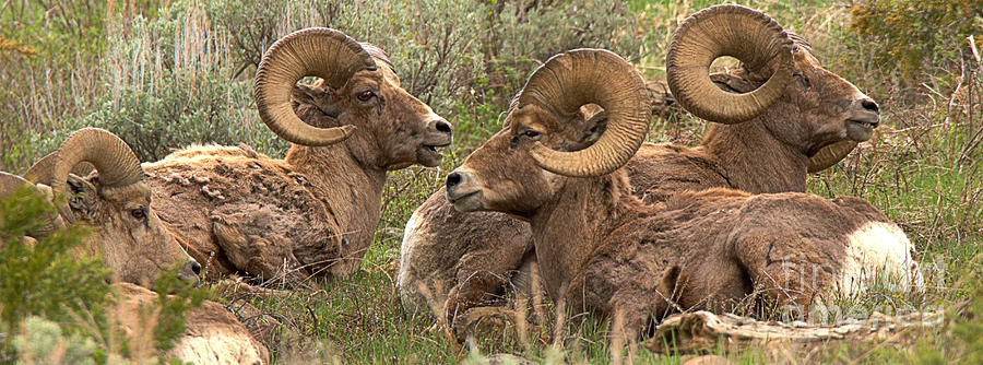 Bighorns Resting In The Sage Panorama Photograph by Adam Jewell