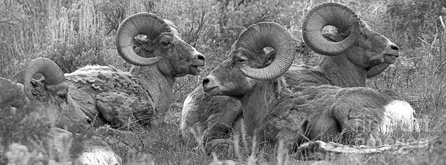 Bighorns Resting In The Sage Panorama Black And White Photograph by Adam Jewell