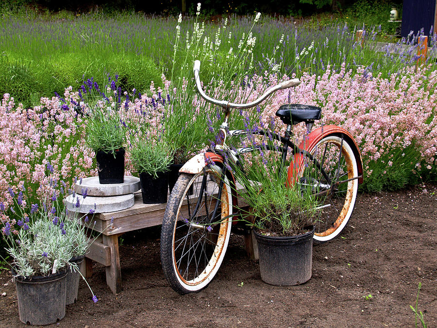 Bike in Lavender Photograph by Tara Krauss