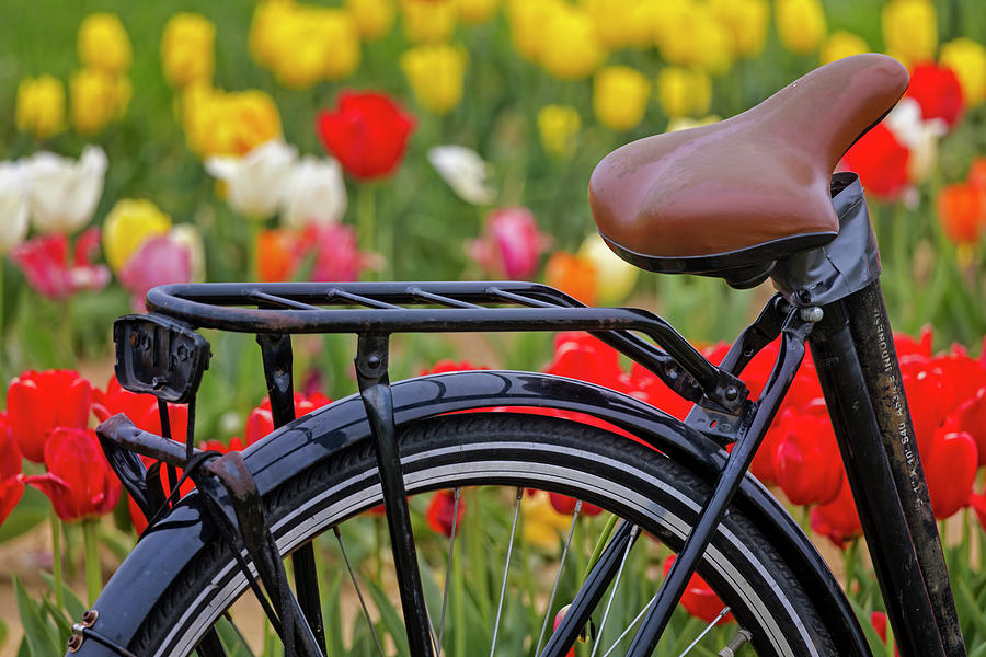 Tulip Photograph - Bike In Tulip Field by Susan Candelario