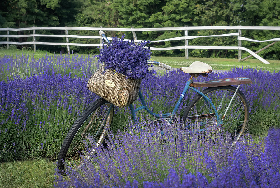 Biking into the sweet smell of Lavender Photograph by Sylvia Goldkranz
